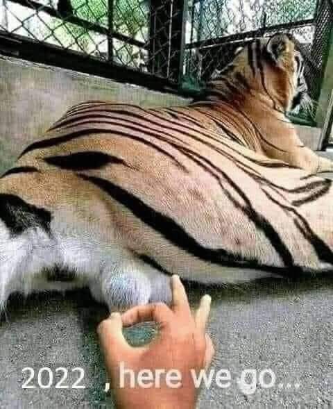 hit the tiggers balls