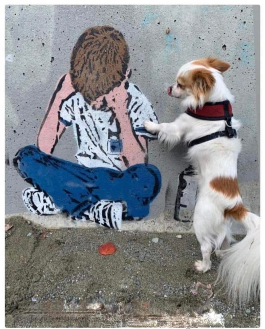 don't be sad little boy dog