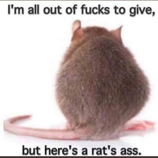 here is a rats ass