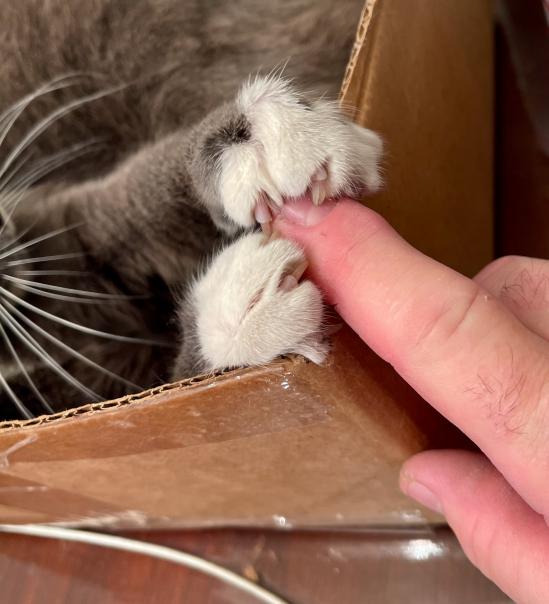 cat claws