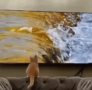 Cat fish TV