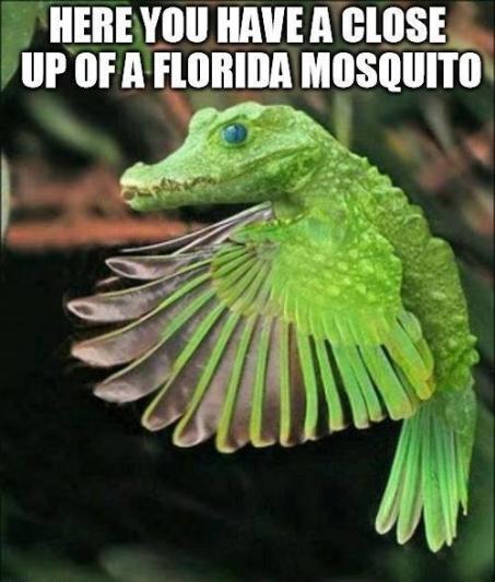 Floida mosquito