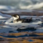Dovekie in winter plumage. Photo by Lillian Tveit, Shutterstock.